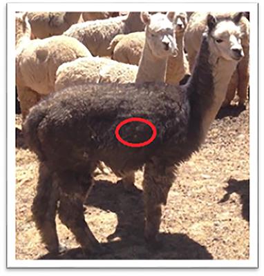 Fiber quality and fertility in male alpacas in the Cusco region of Peru